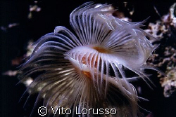 Worms - Protula tubularia by Vito Lorusso 